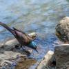 Common Grackle
